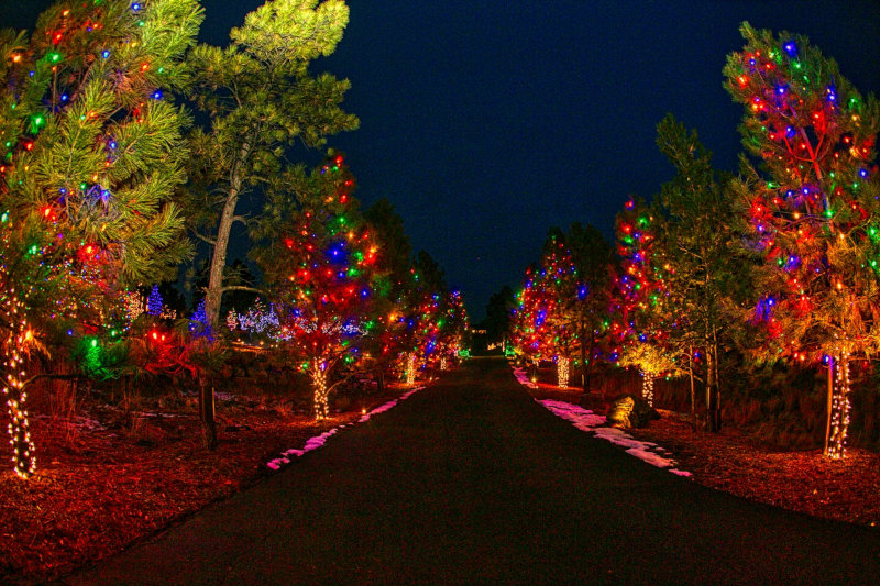 Denver Christmas Holiday Lights Trees